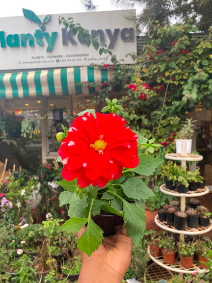 Dahlia