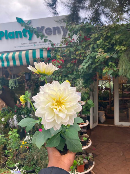 Dahlia
