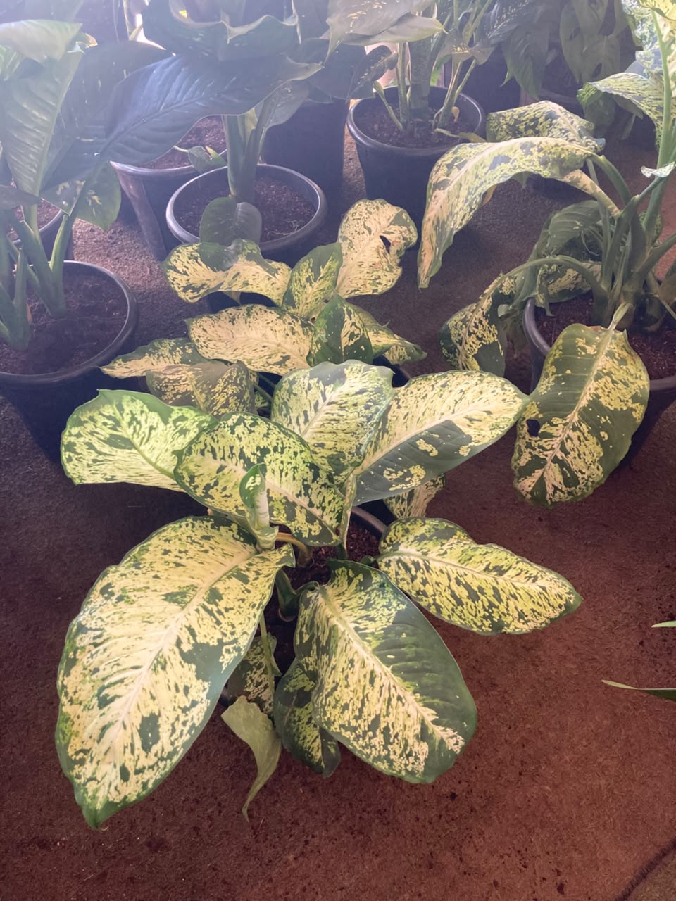 Dieffenbachia Amy