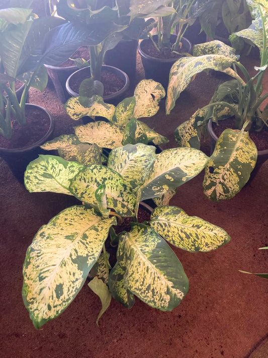 Dieffenbachia Amy