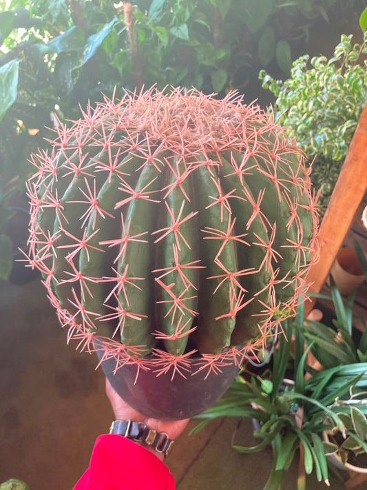 Artificial Cacti