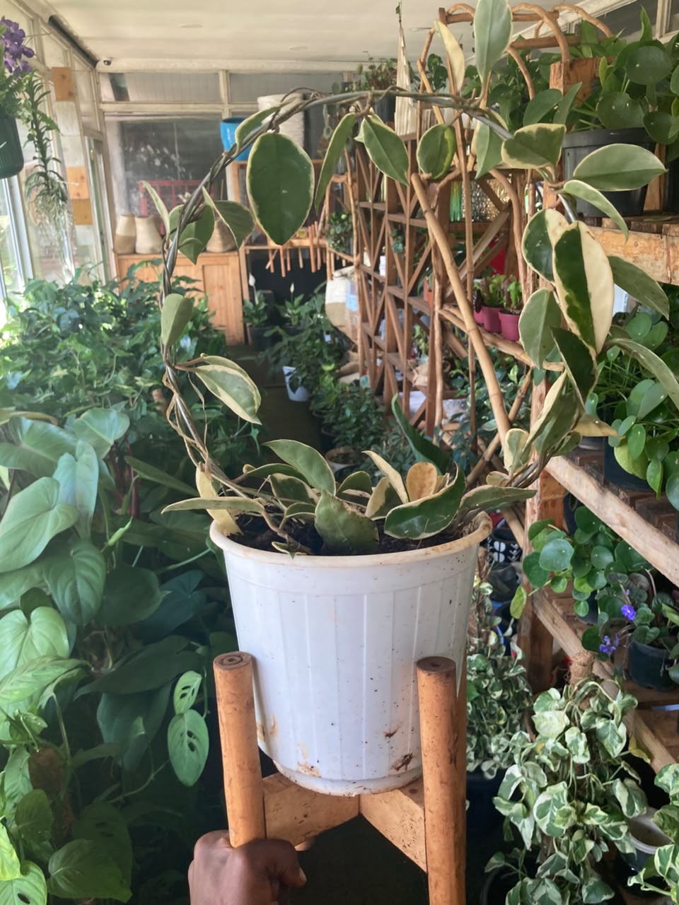 Sphere Hoya Carlos