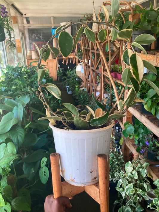Sphere Hoya Carlos