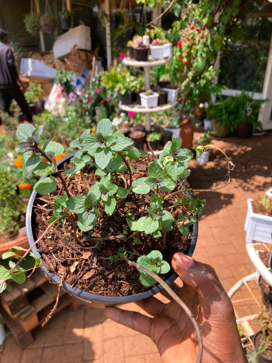 Chocolate Mint