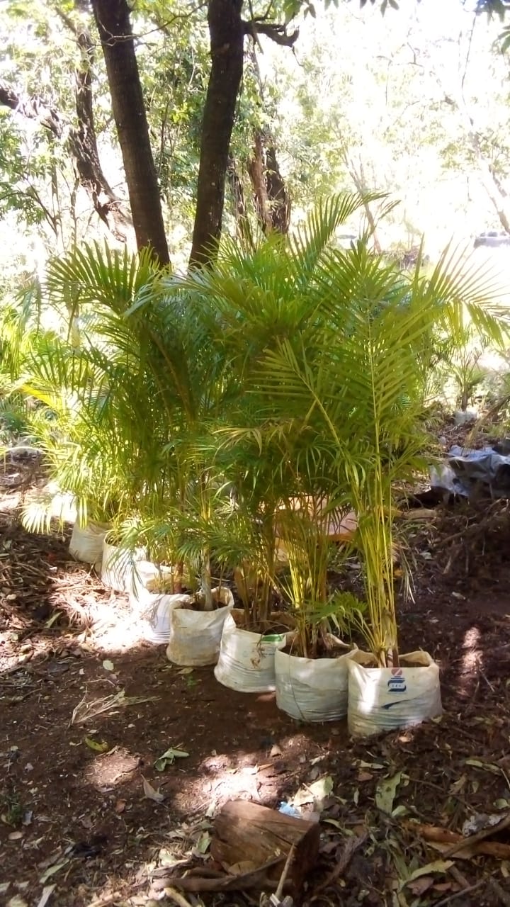 Golden Palm