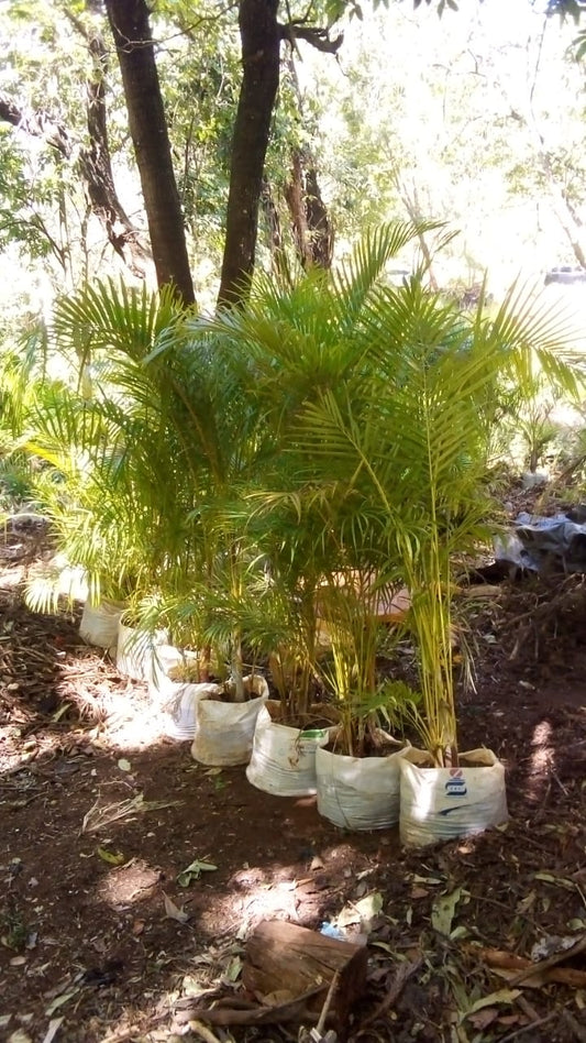 Golden Palm