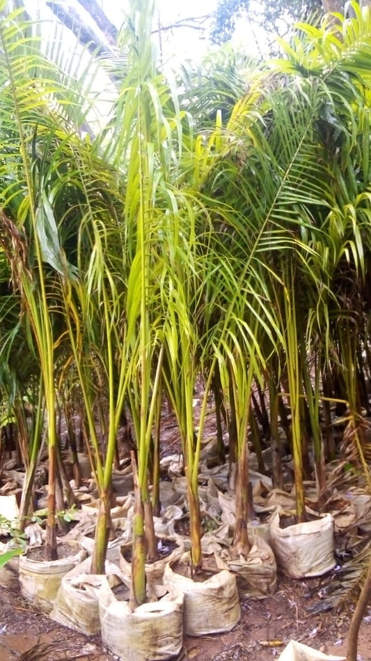Royal Palm