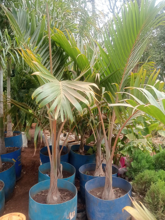 Christmas Palm