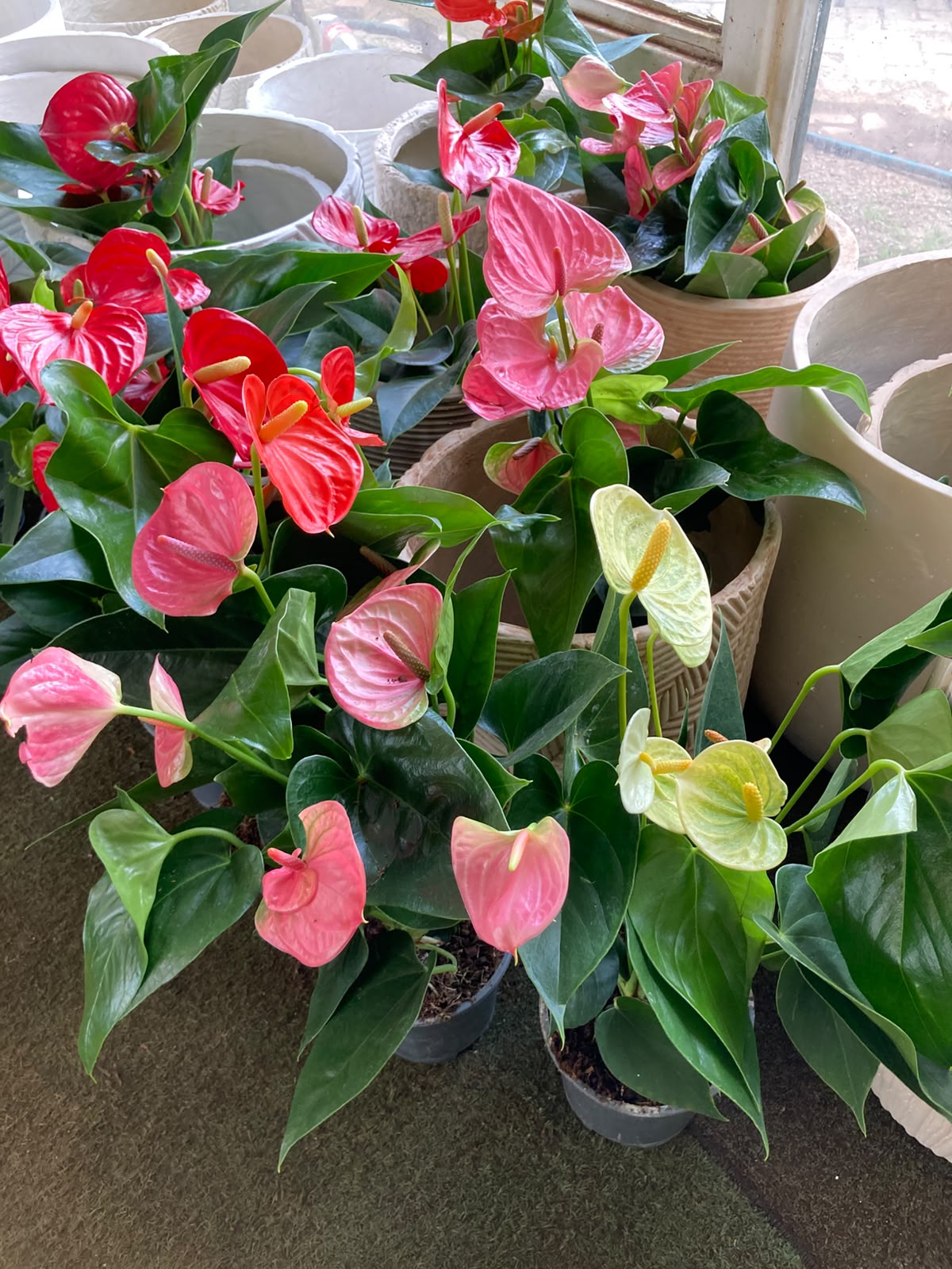 Anthurium
