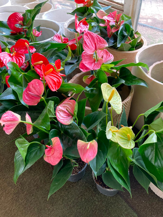 Anthurium