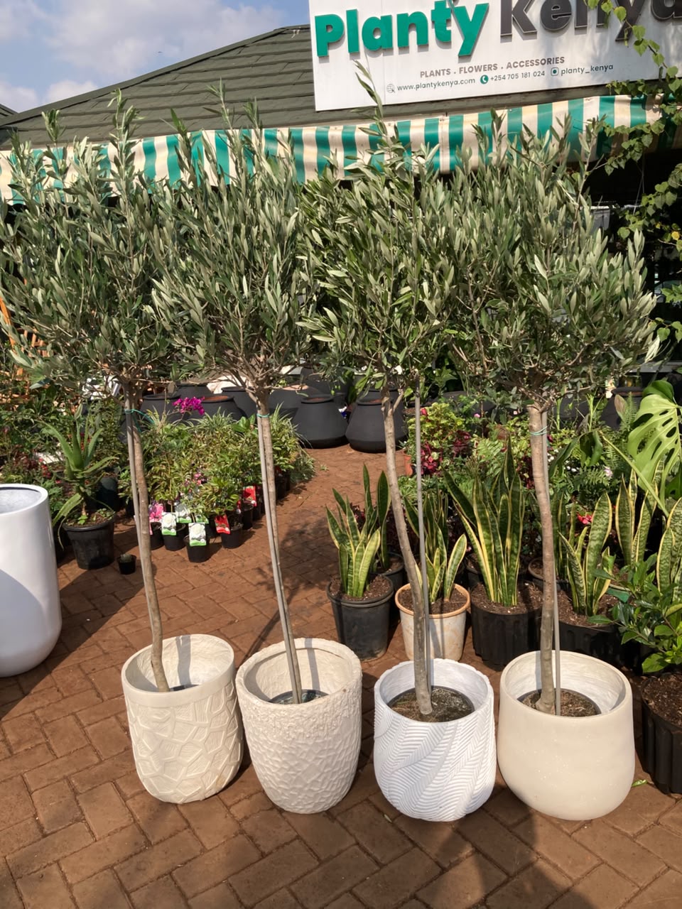 Olive Tree