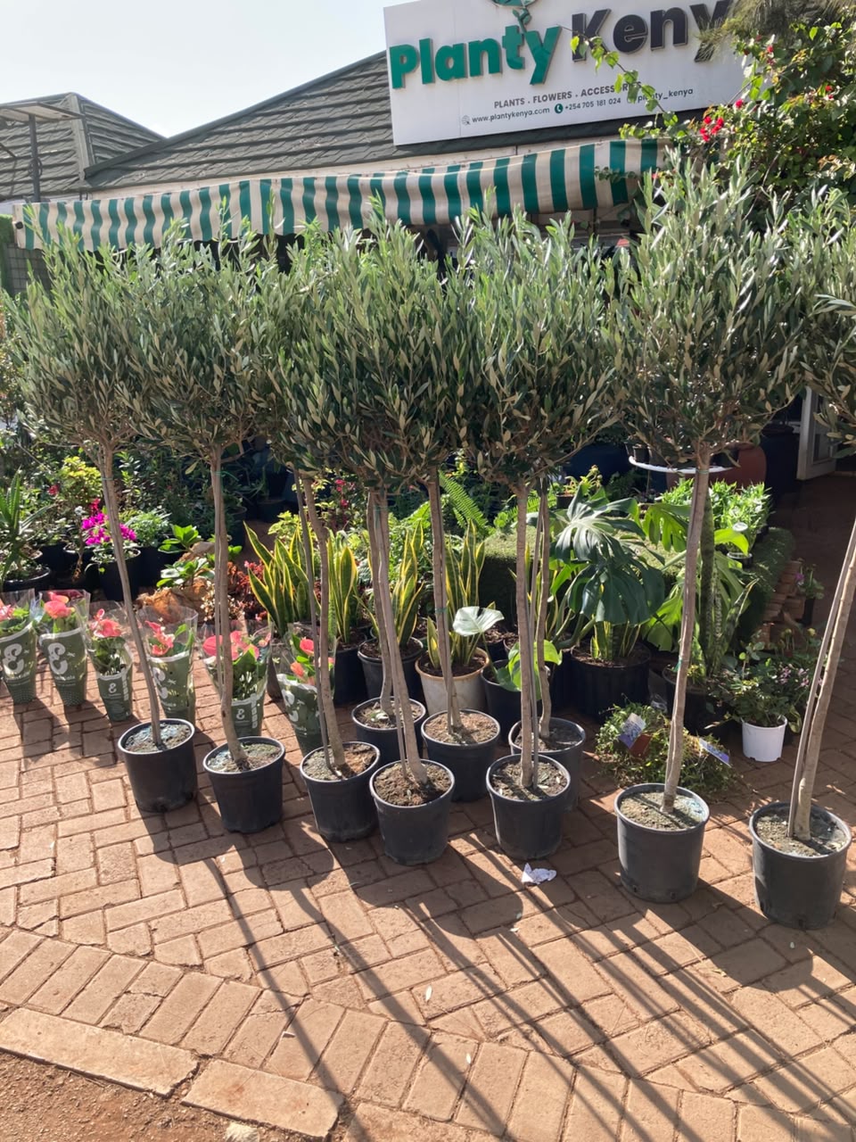 Olive Tree