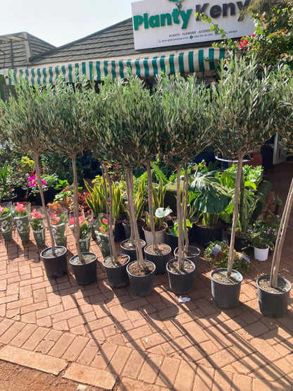 Olive Tree