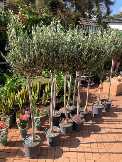 Olive Tree