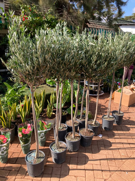 Olive Tree