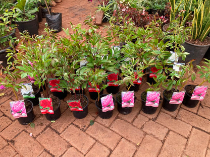 Mix Peony Plants