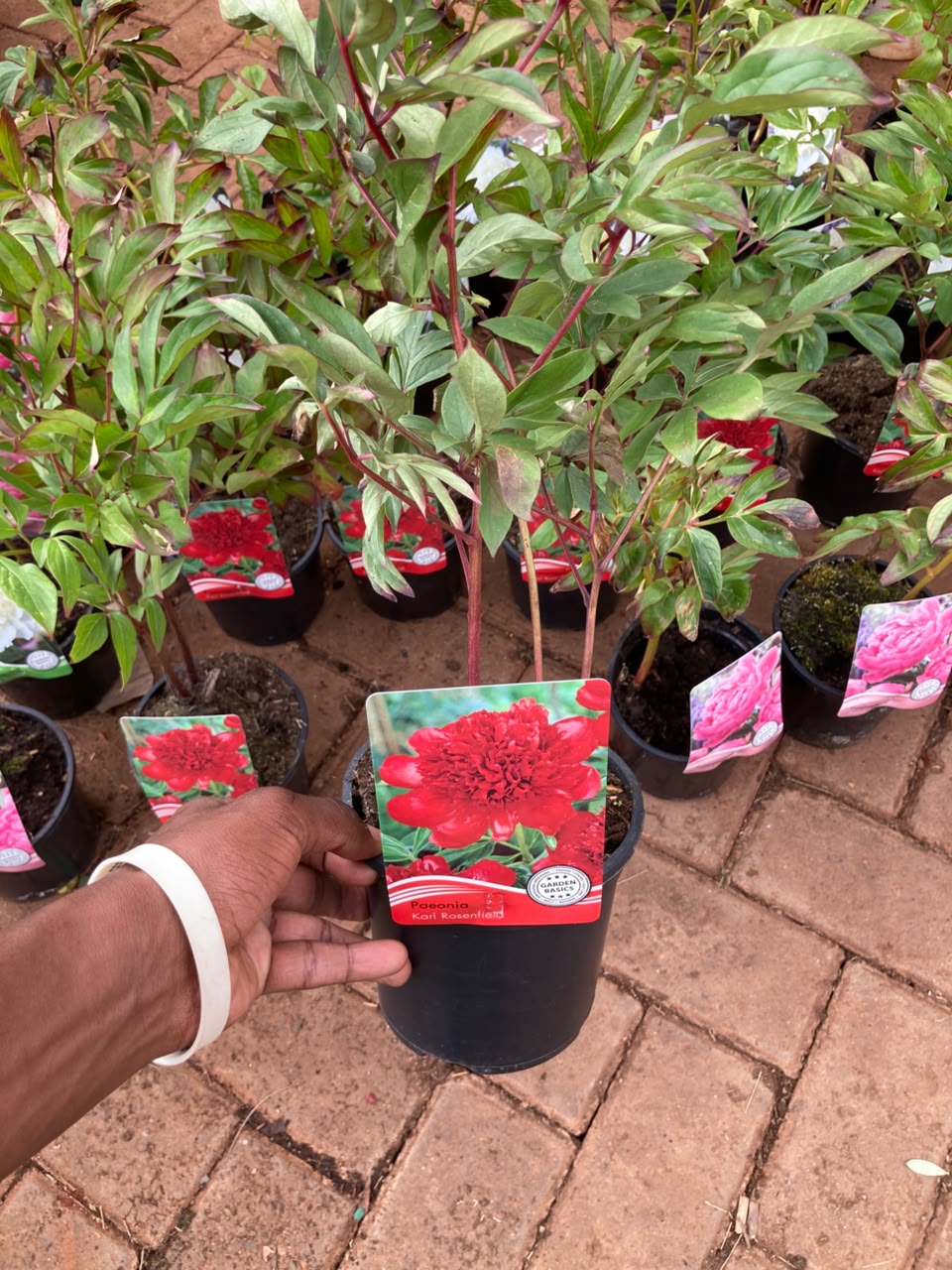 Mix Peony Plants