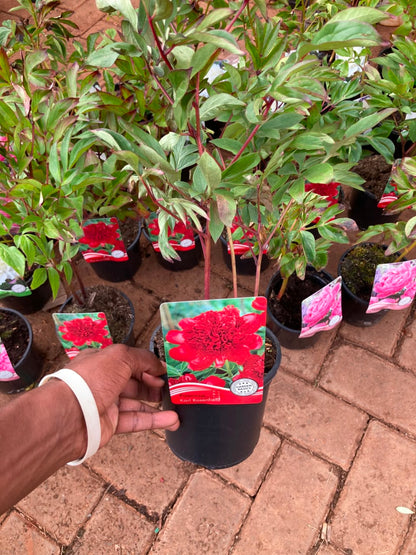 Mix Peony Plants