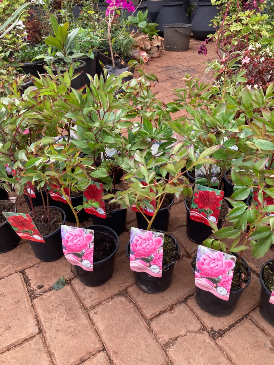 Mix Peony Plants