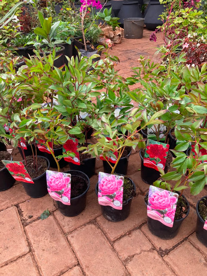 Mix Peony Plants