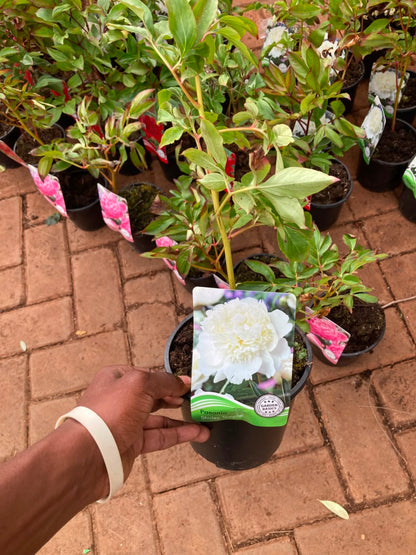 Mix Peony Plants