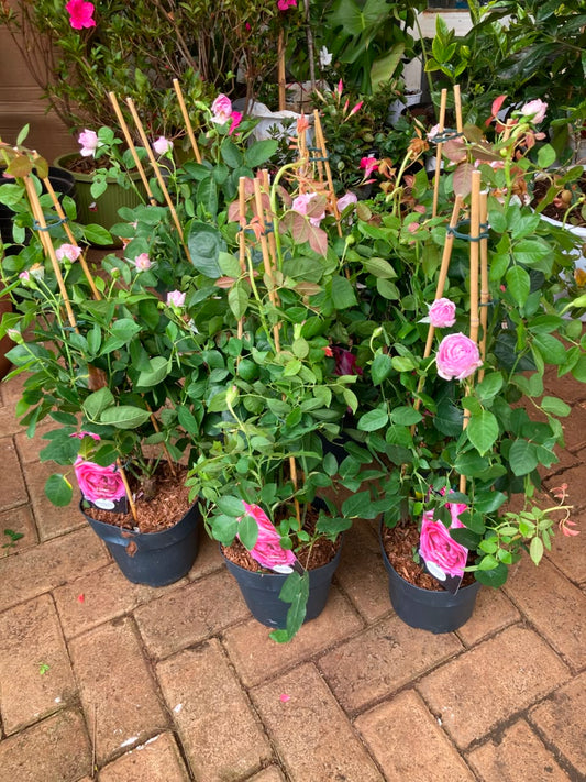 Climbing Tree roses