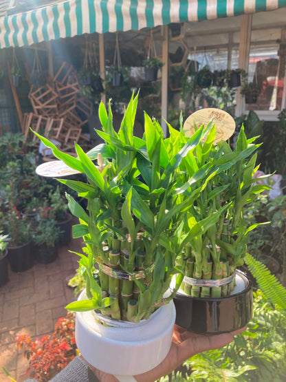 Lucky Bamboo in Vase
