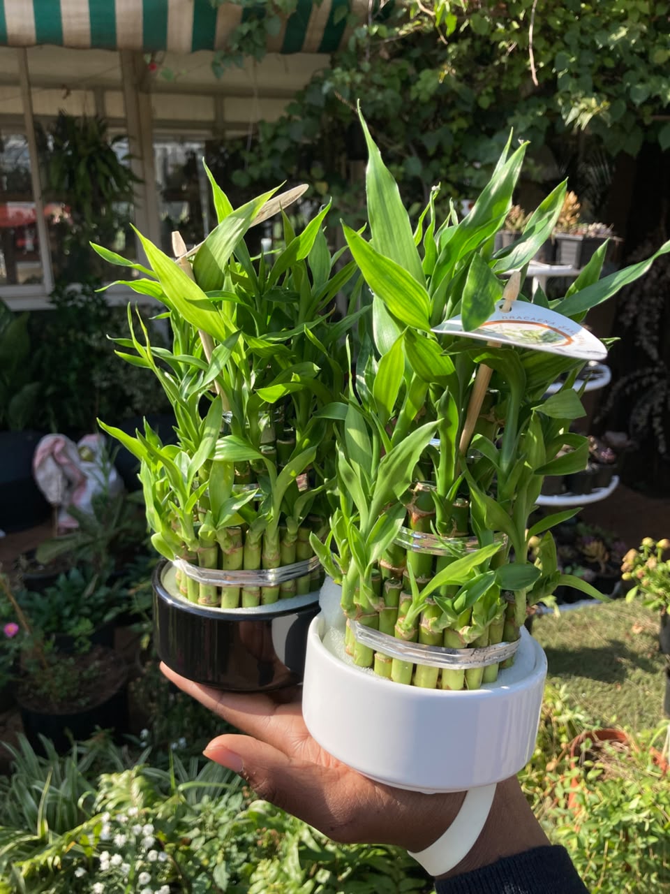 Lucky Bamboo in Vase