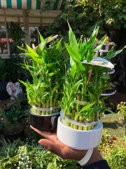 Lucky Bamboo in Vase