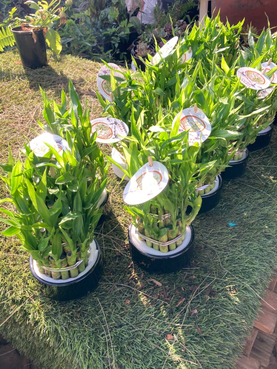 Lucky Bamboo in Vase