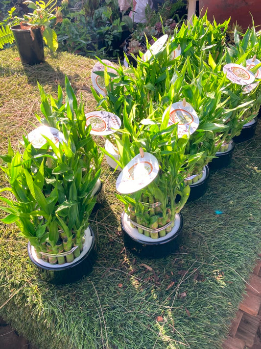 Lucky Bamboo in Vase