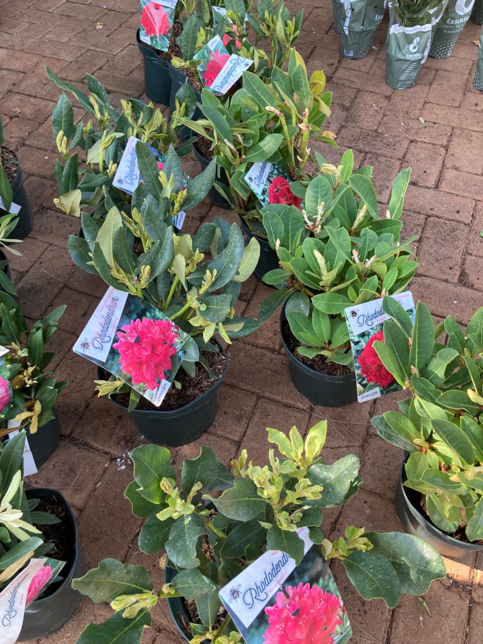 Rhododendron