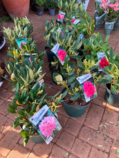 Rhododendron