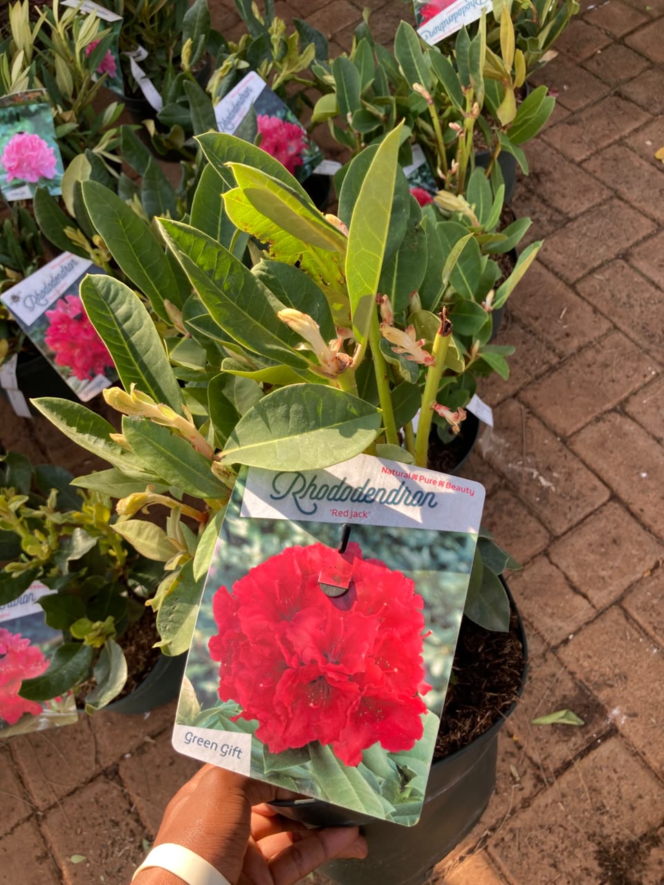 Rhododendron