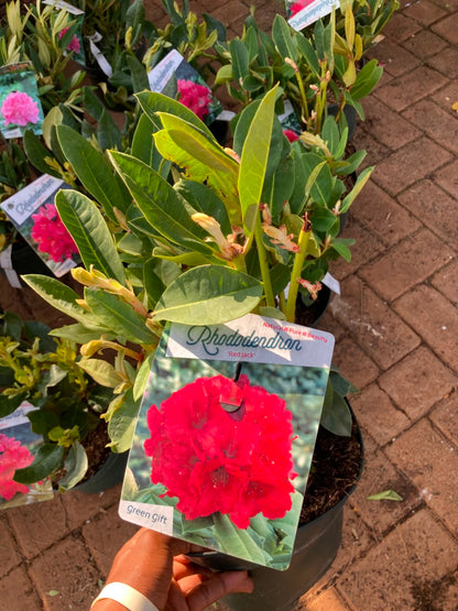 Rhododendron