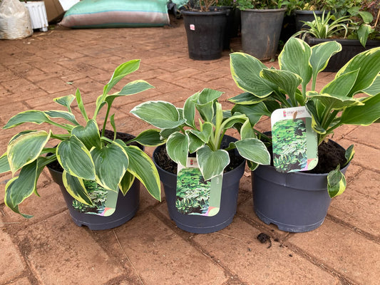 Hostas