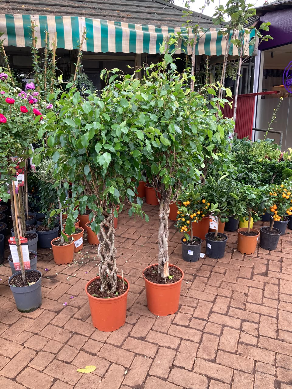Ficus Exotica