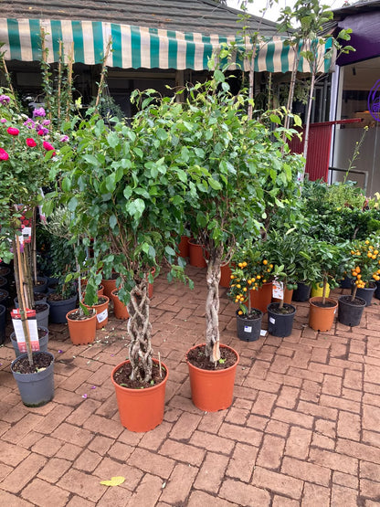 Ficus Exotica
