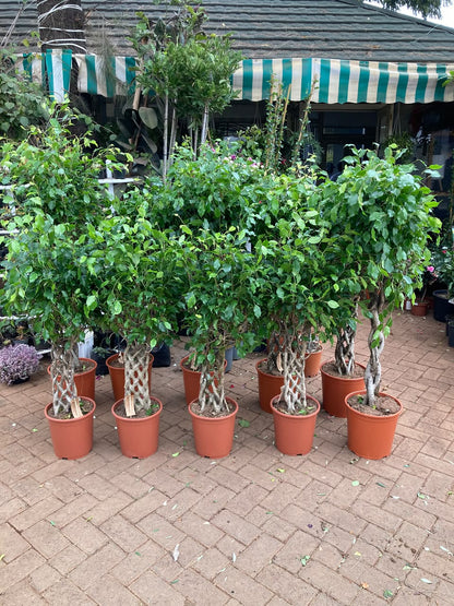 Ficus Exotica