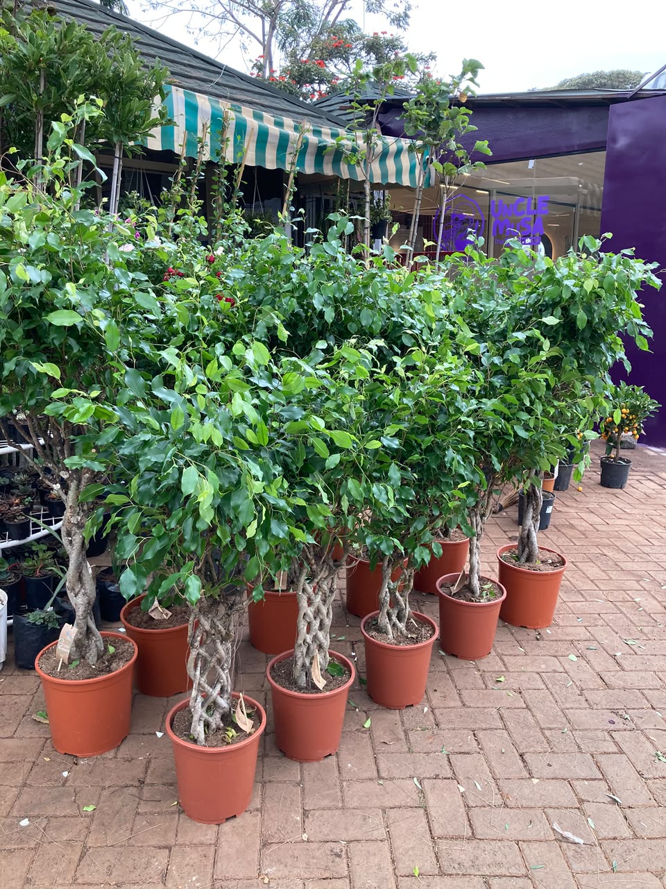 Ficus Exotica