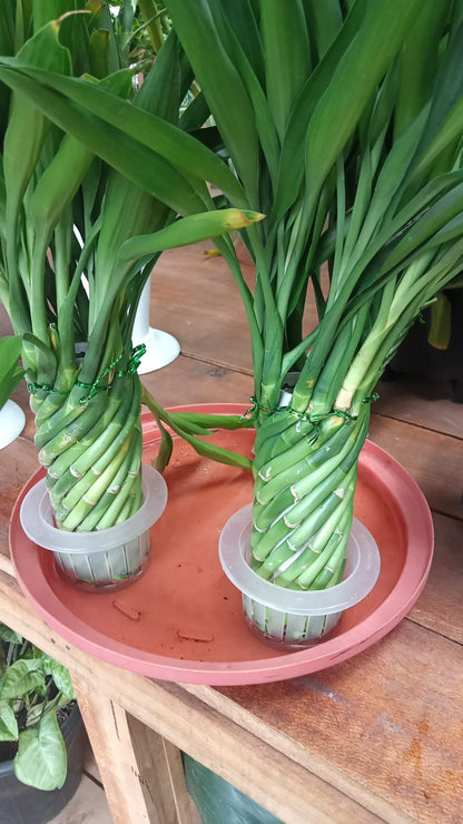Tower Lucky Bamboo