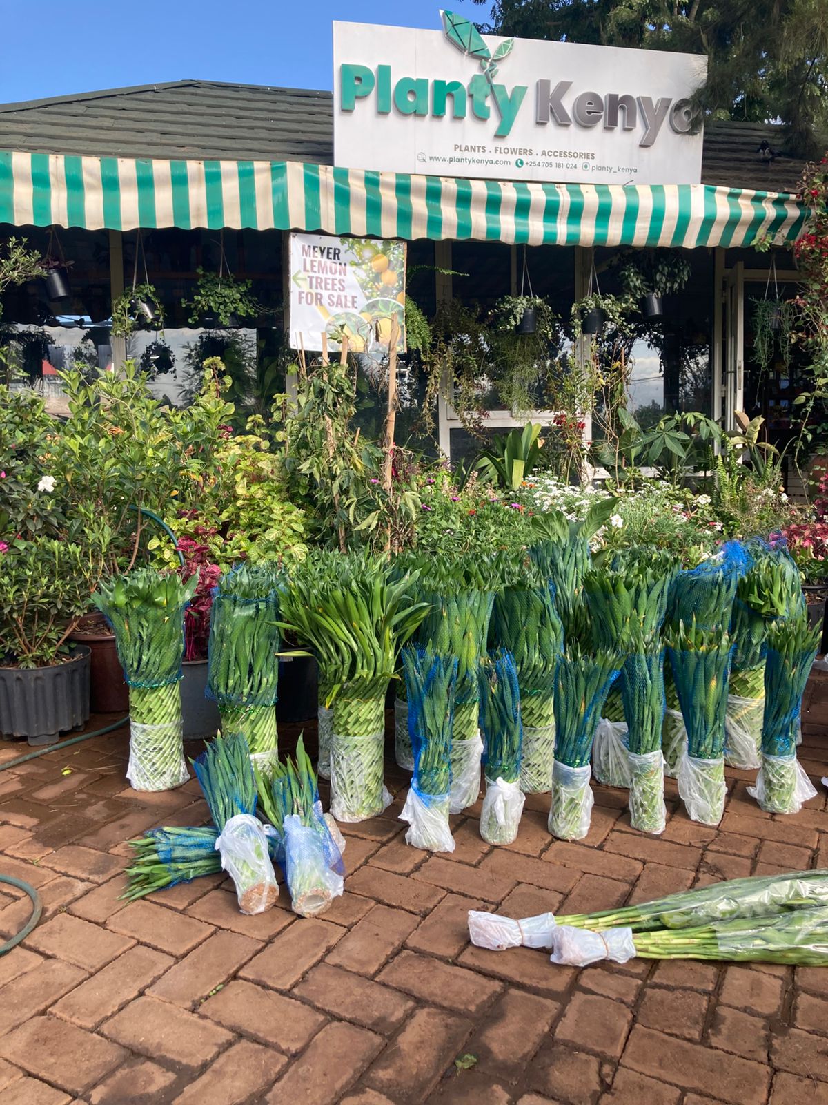 Tower Lucky Bamboo