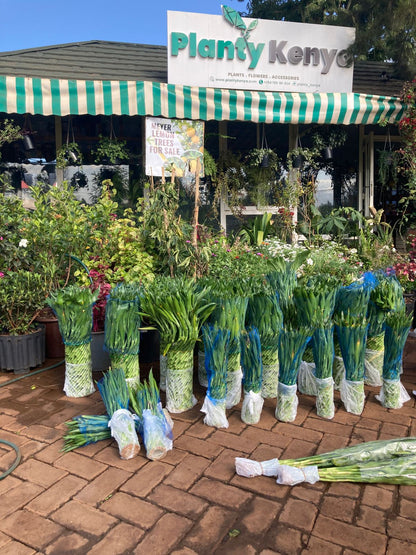 Tower Lucky Bamboo