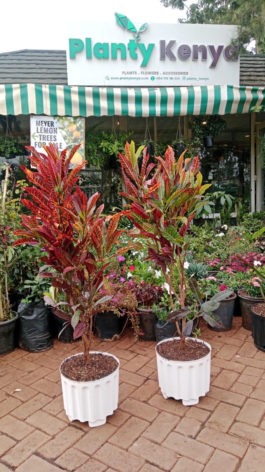 Croton