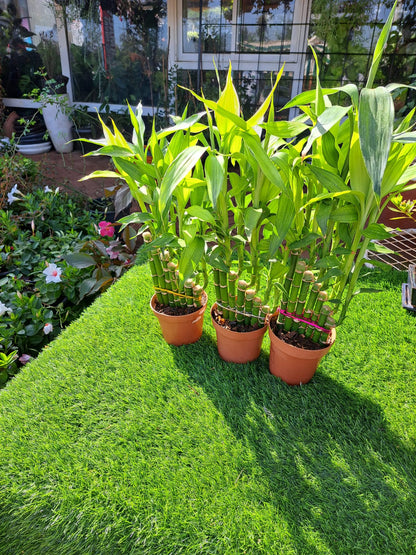 Lucky bamboo - Potted