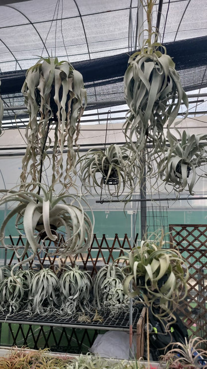 Air plants(imported)