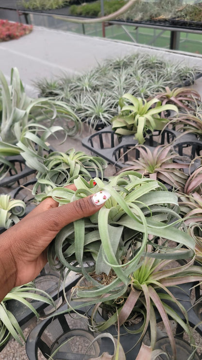 Air plants(imported)