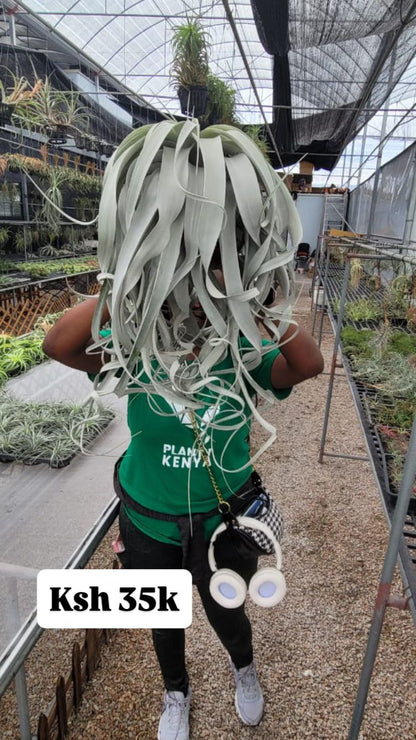 Air plants(imported)