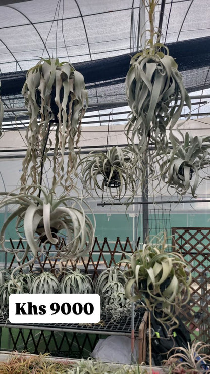 Air plants(imported)
