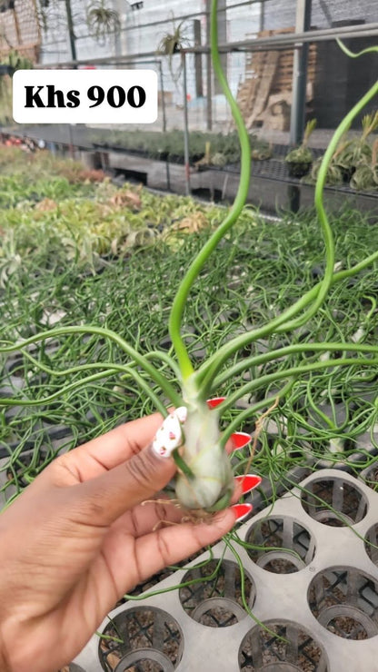 Air plants(imported)